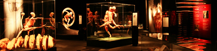 Gunther von Hagens’ Body Worlds